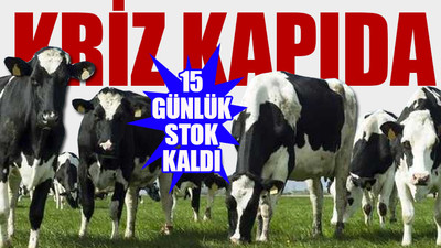 Rusya - Ukrayna savaşı hayvan besicilerini vurdu