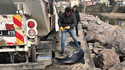Sinop’ta ölü yunuslar kıyıya vurdu