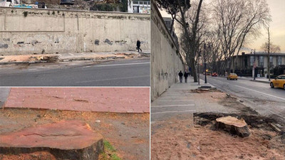 TEMA’dan İBB’nin kestiği ağaçlarla ilgili açıklama