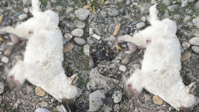 Tunceli'de vahşet... 4 bacağı da kesilmiş ölü köpek bulundu