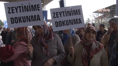 'Zeytin ağaçları Resmi Gazete'den daha yaşlı'