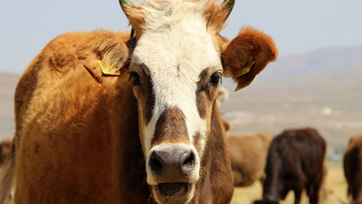 Büyükbaş hayvanlara yapılan aşıya 'virüs karıştı' iddiası
