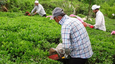 ÇAYKUR'un borcu katlanarak artıyor