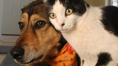 CHP'li Kaya'dan kanun teklifi