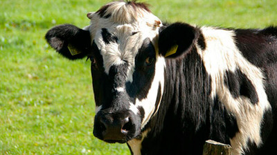 İktidarda kırmızı et paniği! İllere 'acele' kodlu yazı gönderildi