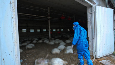 İlk kez bir memelide tespit edildi! 'Oldukça bulaşıcı'