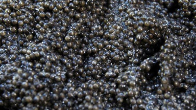 İngiltere, Rusya'ya uygulanacak yeni yaptırımları açıkladı: Havyar da listeye eklendi