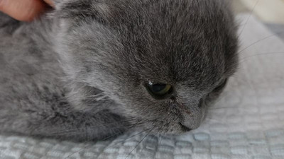 Kediyi öldüren sanığa iki yıl hapis