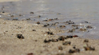 Önce müsilaj zannedildi sonra binlerce arı telef oldu
