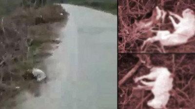 Sakarya'da köpekler zehirlenmiş halde bulundu 