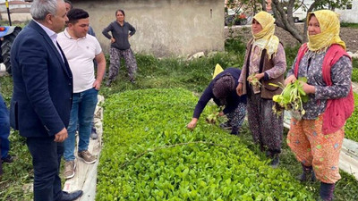 Tütün üreticileri endişeli: Traktöre binmeye korkar olduk