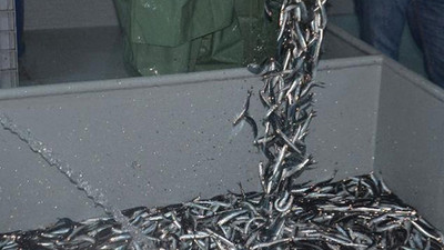 Uzmanından balık avcılığı için kritik uyarı: Yasak alan ilan etmemiz gerekiyor