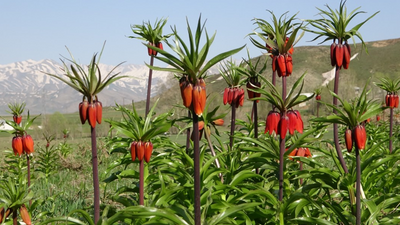 Yüksekova'da ters laleler, büyük ilgi gördü