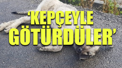 AKP'li belediyeden skandal! Yaralı köpeği çöplüğe attılar