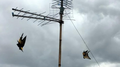 Avlanması yasaktı: Önce katletti sonra çatıya astı