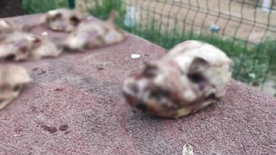 Barınakta vahşet: Zehirli kemikleri yiyen 9 yavru köpekten 2'si hayatını kaybetti