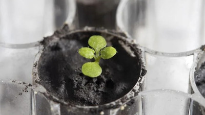 Bir ilk yaşandı! Ay'dan gelen toprakta bitki yetişti