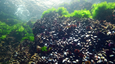 Deniz kestanesi avcılığıyla ilgili flaş karar