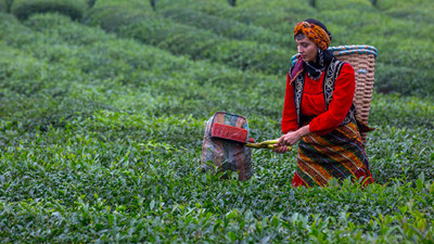 Erdoğan yaş çay alım ücretini açıkladı 