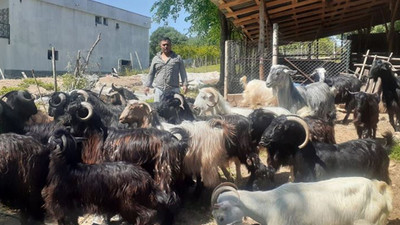 Osmaniyeli besici: Samanın kilosu 85 kuruştan 2,5 liraya çıktı; ne yedirelim bu hayvanlara?