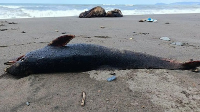 Sahildeki manzara dehşete düşürdü: 4 yunus kıyıya vurdu