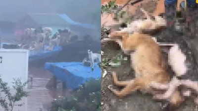 Bartın'da çok acı olay... 56 köpek boğularak can verdi