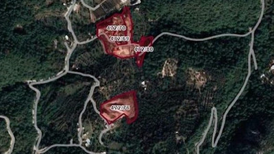 Bodrum’da SİT koruması altındaki zeytinlikler turizm imarına açıldı