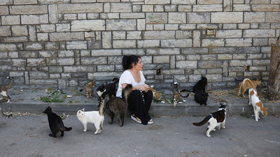 Büyükada'da kedilerde salgın iddiası... Yüzlerce kedi hayatını kaybetti 