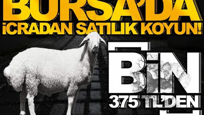 İcradan satılık koyun: Tanesi bin 375 TL'den açık artırmaya sunulacak