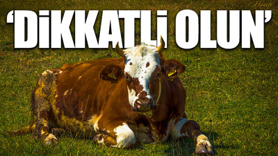 İnternette satılan kurbanlıklar için flaş uyarı 