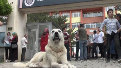 Kangal köpeği, sınava giren sahibini okulun kapısında bekledi