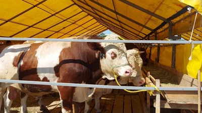 Kurbanlık fiyatları cep yakıyor