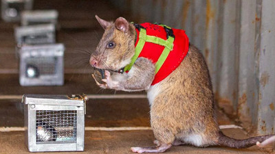 Kurtarma farelerinin ilk görev yeri Türkiye