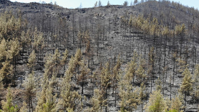 Marmaris'te acı tablo gözler önüne serildi 