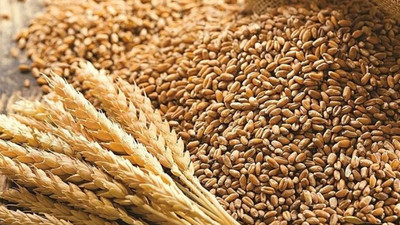 Türkiye Venezuela’da buğday üretmeye başlayacak