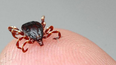 7 ayda 48 kene vakası görülen şehirde 2 kişi hayatını kaybetti