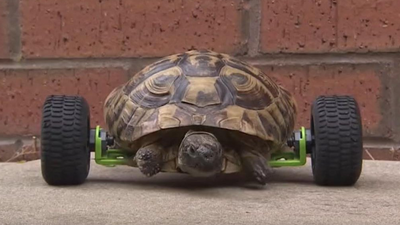 Bacaklarını kaybeden kaplumbağaya tekerlek bacak taktılar