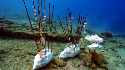 Bodrum'da Sualtı Fotoğraf Yarışması başlıyor