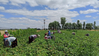 Günlüğü 120 TL’ye fasulye toplayan işçilerden yevmiye artışı talebi