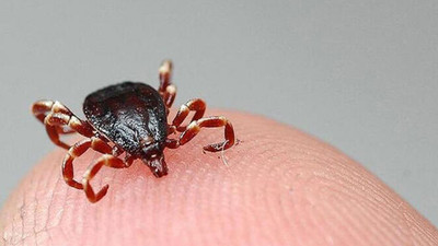 Kene ısırığı yine can aldı: 8 çocuk annesi kadın kurtarılamadı