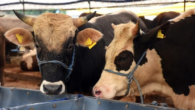 Kurban kesmek yerine bağış yapanların sayısı artıyor 