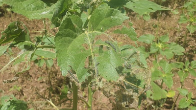 Tırtıl istilası tarım alanlarında tehlike yaratmaya devam ediyor