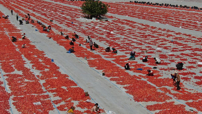 Torbalı’nın 'kırmızı altınları' serildi: Talep fazla ama arzda sıkıntı var