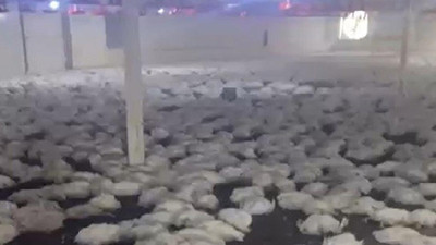 20 bin tavuk öldü: Olaya ilişkin inceleme başlatıldı