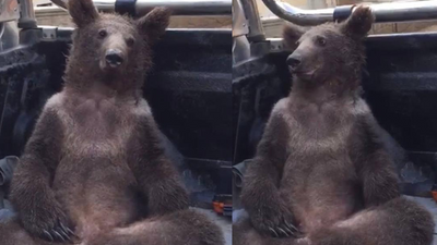 Acı bal yiyen ve bayılan ayının sarhoş gibi halleri gülümsetti