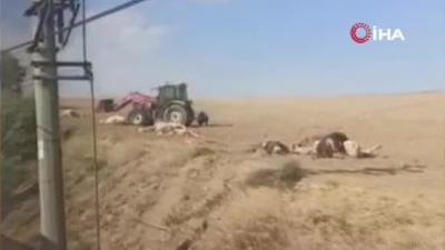 Başkent'te tren kazası: 20 inek ve 2 at telef oldu