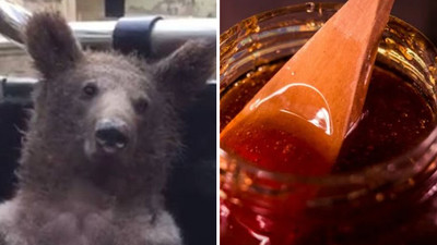 Bayılan ayıyla gündem olmuştu: Vatandaşlara 'acı bal' uyarısı