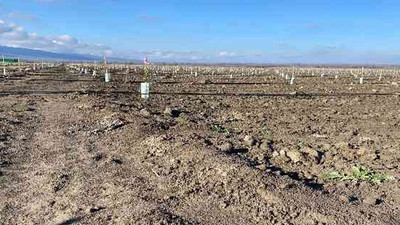 CHP, yurt dışından tarım arazisi kiralanmasını Meclis gündemine taşıdı