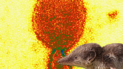 Çin'de Langya virüsü alarmı: Onlarca vaka tespit edildi