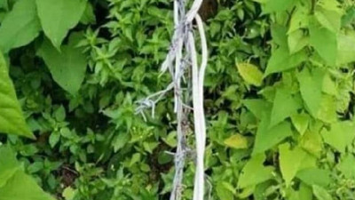 Domuzlar için kurduğu tuzak eşinin sonu oldu  